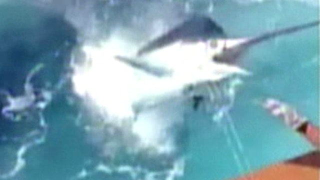 Monster marlin nearly spears fisherman after leap into boat