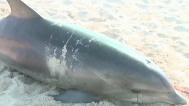 Hundreds of dead dolphins washing up on the east coast