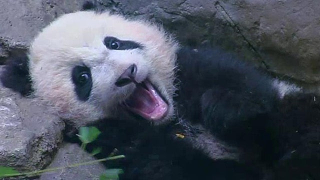 Meet Bao Bao, Washington's most popular star