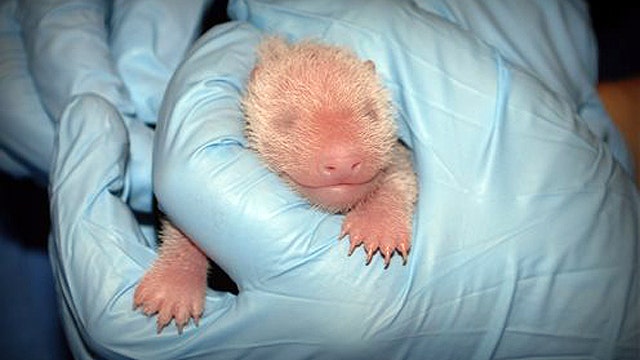 Zookeepers examine giant panda cub