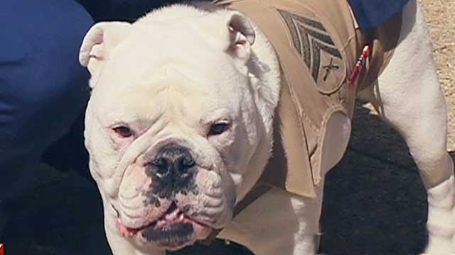 Changing of the guard for Marine Corps mascot