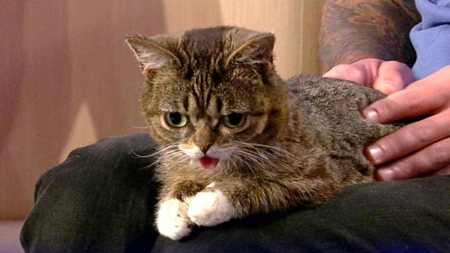 After the Show Show: Lil BUB