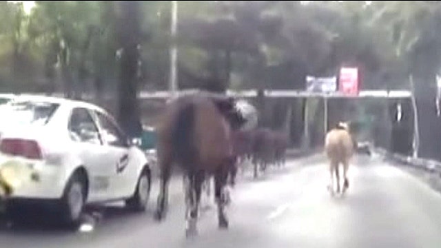 Police horses stampede on a highway in Mexico City