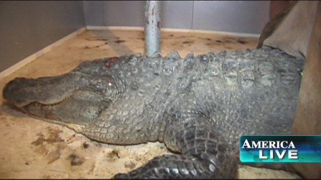 727 Pound Alligator Caught In Mississippi Fox News Video