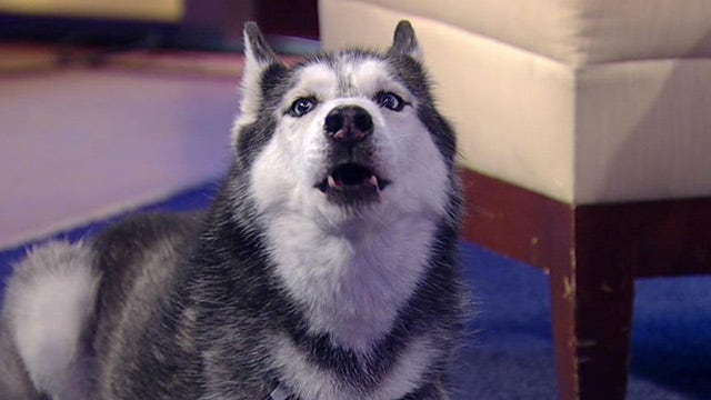 Mishka The Talking Dog Goes Viral On Air Videos Fox News