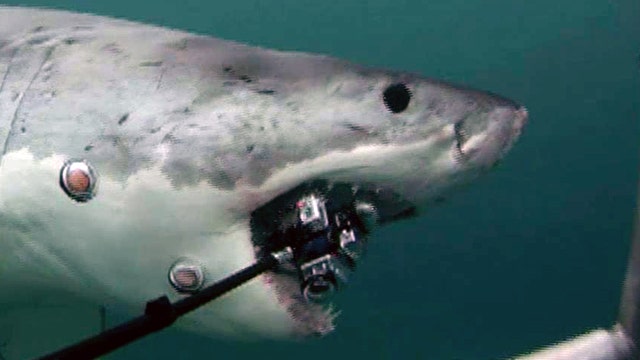 Great white takes bite of $12K high-tech camera rig