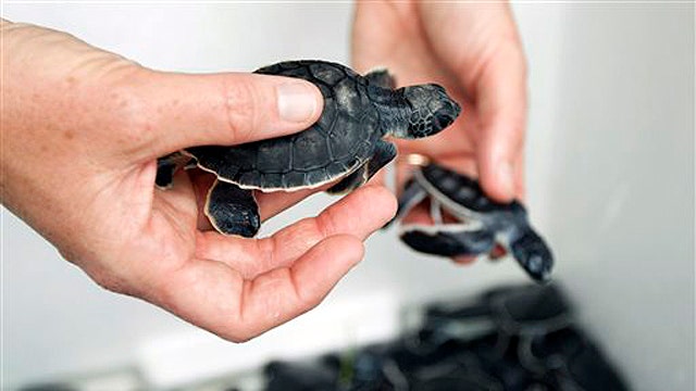 300 sea turtle hatchings released