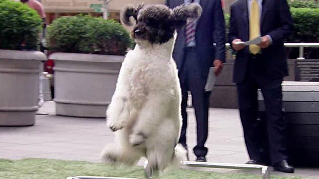 Olate Dogs perform stunts for 'Fox & Friends'