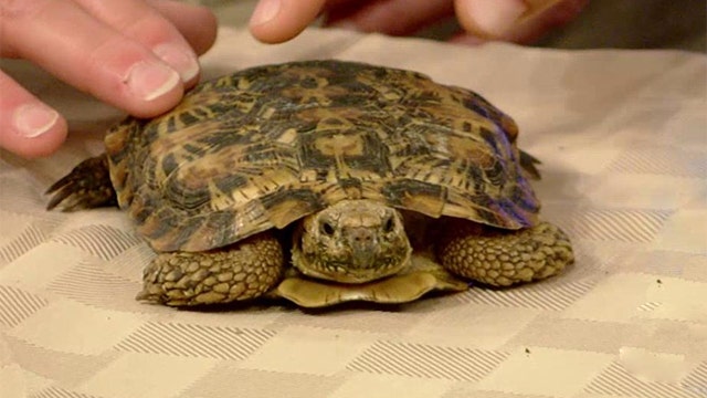 Animals from Turtle Back Zoo visit 'Fox & Friends'