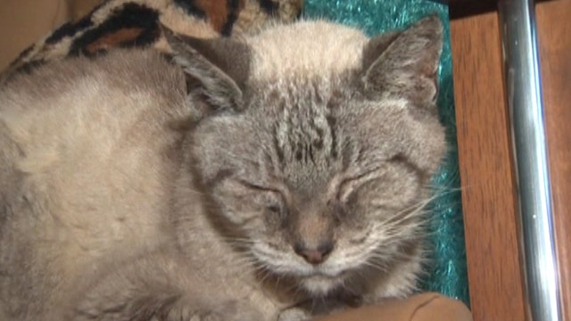 Blind cat reunites with owner after 4 months missing