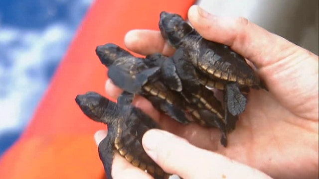 400 sea turtle hatchlings released into waters off Florida