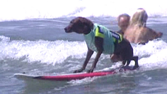 Surf's 'pup': Canines hang 10 for charity