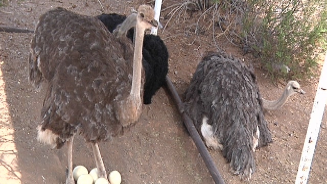 Family owned ostrich ranch bounces back from brink of bankruptcy