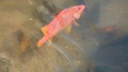 >Raw video: Shipping company says more than 230,000 gallons of molasses may have entered Honolulu Harbor