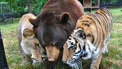 >Animal sanctuary told to raise fence