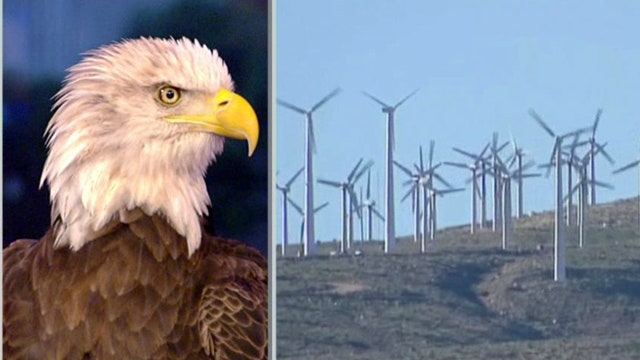 Study: 'Alarming' number of eagles killed by wind farms
