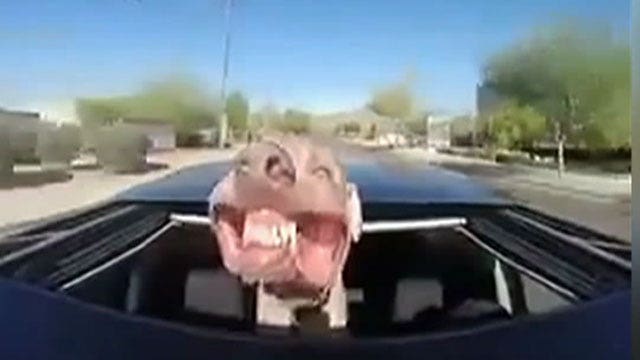 Dog's joyride tops week's viral videos