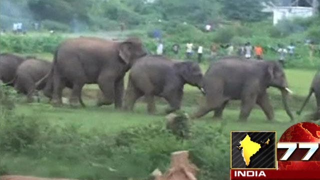 Deadly herd of elephants attacks village in India