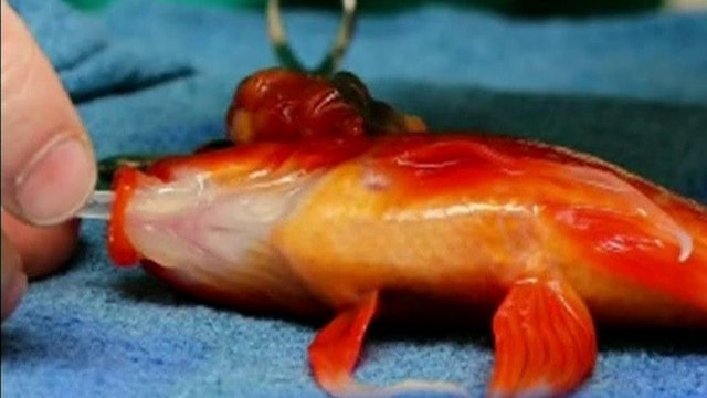 Life-saving goldfish surgery goes swimmingly well