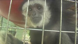 >Pair of Gibbons recovered in Waffle House parking lot