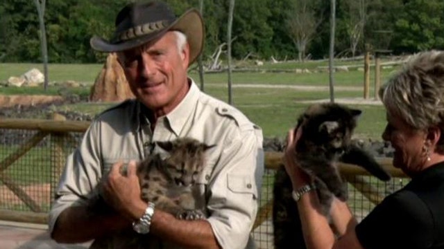 Rescued mountain lions cubs head to new home at Columbus Zoo