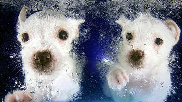 Photographer teaches puppies to swim