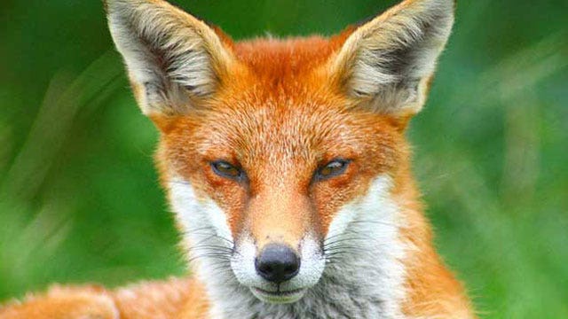 Fox attacks four in Connecticut town