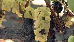 >Weekend's rain wreaks havoc on grapes
