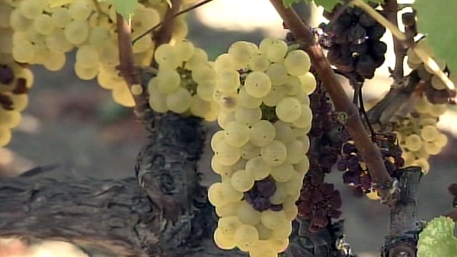 Napa Valley wine harvest damage