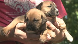 >Hero fireman saves abandoned dogs