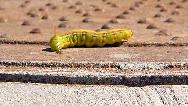 Caterpillar overload in Arizona valley