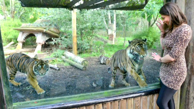 British zoo bans visitors from wearing animal print clothing