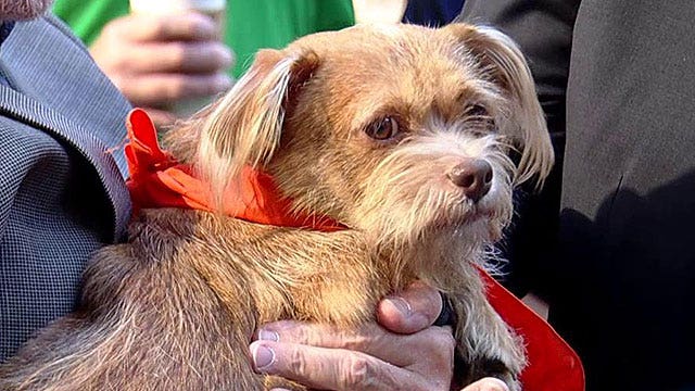 'Strut Your Mutt' event raises awareness for shelter pets