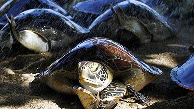 Man tries to bring 51 turtles into Canada in his pants