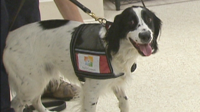 Cancer-sniffing dogs help create sensors to detect marker