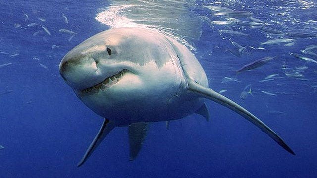 California father and son create device to repel sharks