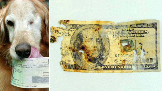 Treasury reimburses man whose dog ate 5 $100 bills
