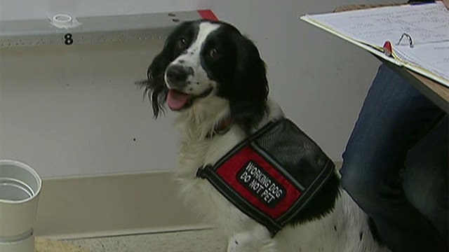 Dogs being trained to sniff out signs of ovarian cancer