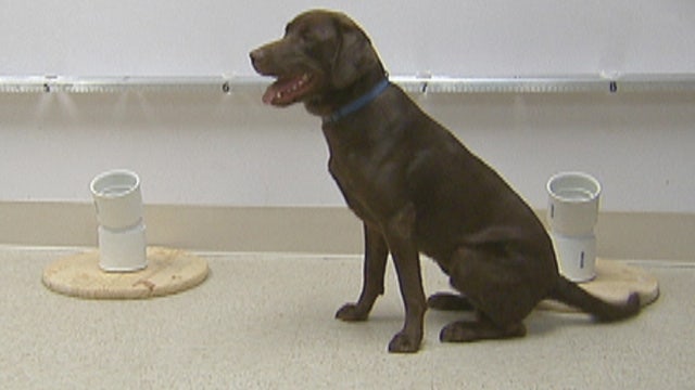 Dogs help sniff out ovarian cancer