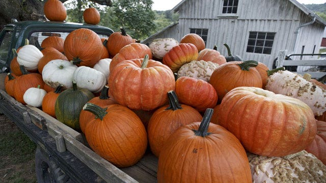 America's coolest pumpkin patches