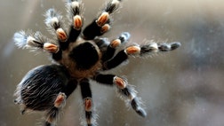 >Why you don’t have to worry about spider mating season