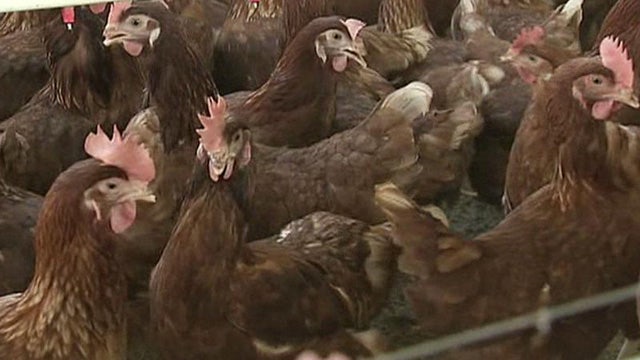 Salmonella outbreak linked to California chicken farm