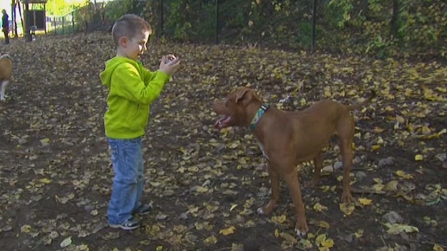 Pitbull saves toddler