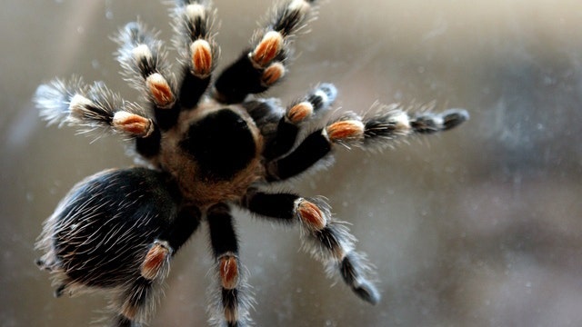 Tarantulas are looking for love in California