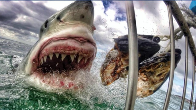 Teacher's amazing great white shark shot goes viral