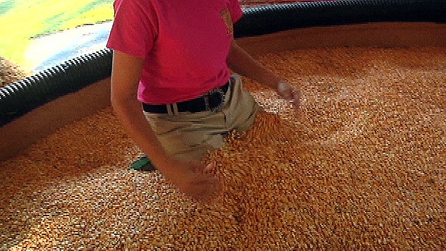 Corn Pool