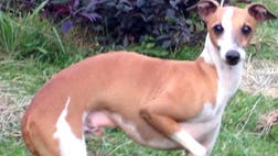 >Larry went missing after the airline opened his carrier