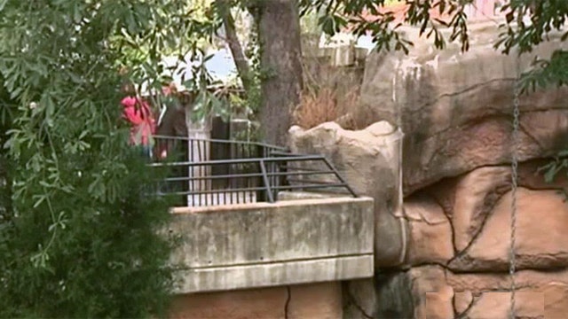 Scare at the zoo: Toddler falls into jaguar exhibit