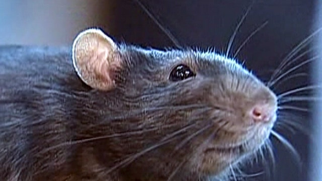 What are the 'rattiest' cities in America?