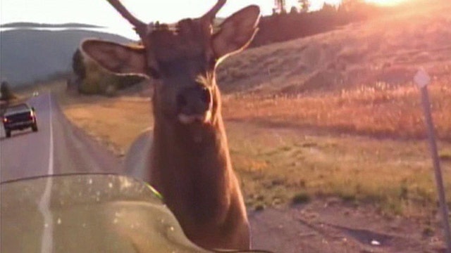 Elk chases down couple on motorcycle